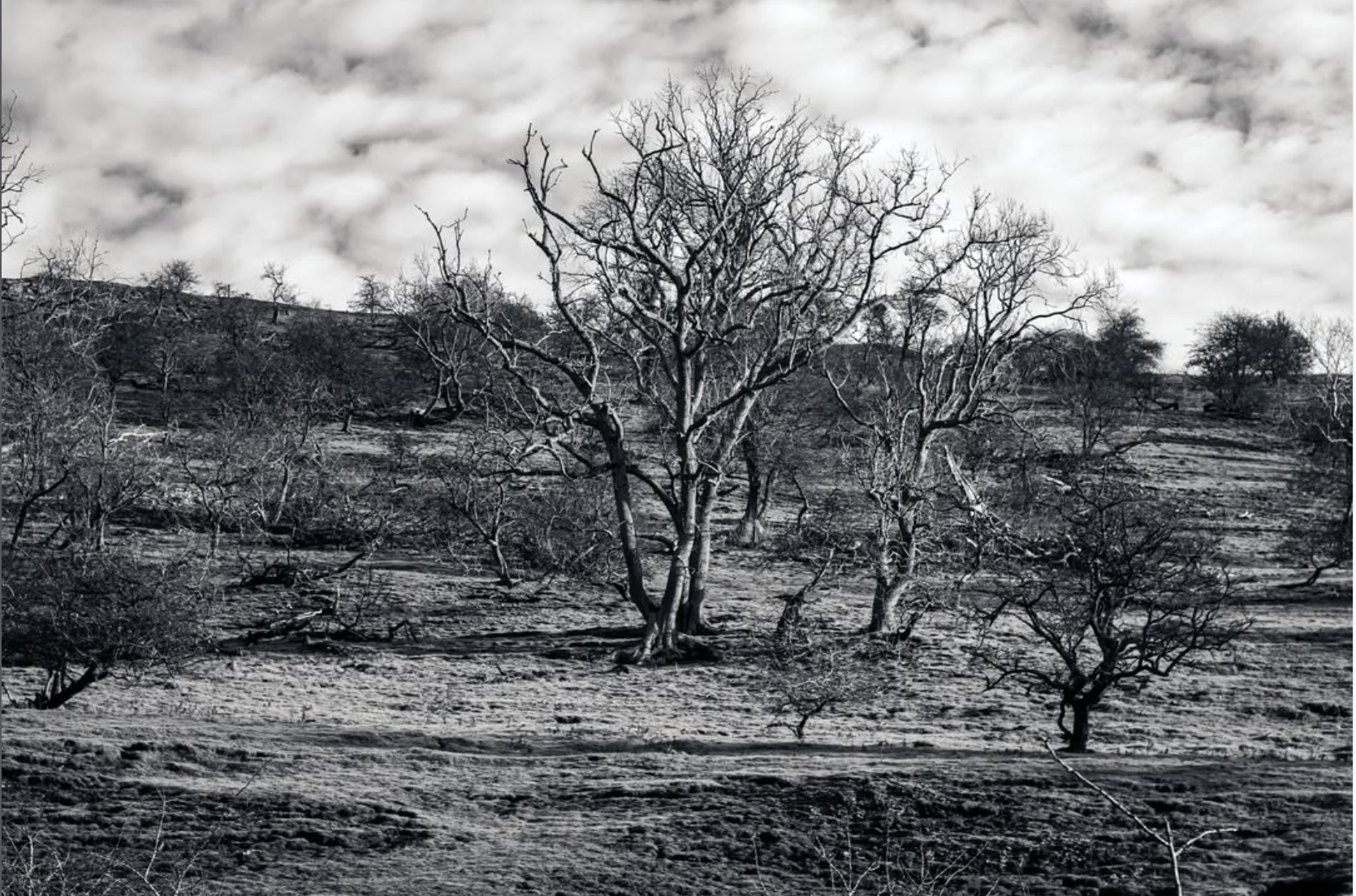 Black and white trees by B. Square